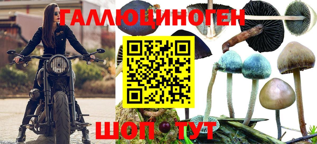 Псилоцибиновые грибы GOLDEN TEACHER Кызыл